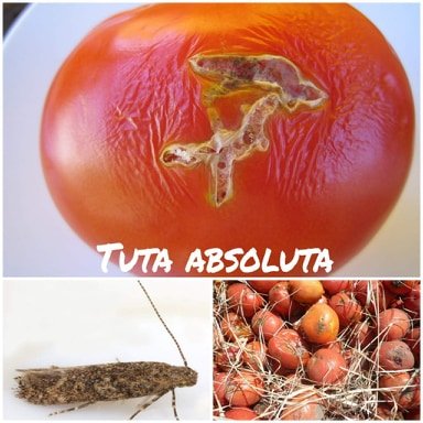 tuta absoluta01
