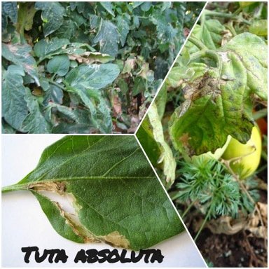 tuta absoluta02